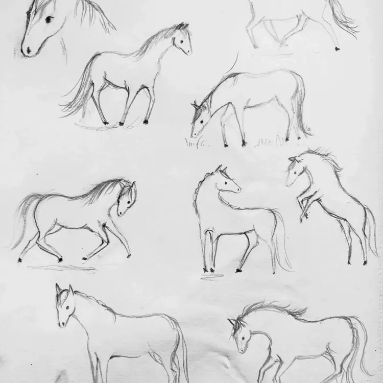 A collection of pencil drawing of horses in different poses 